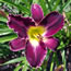 Hemerocallis Mary's Baby